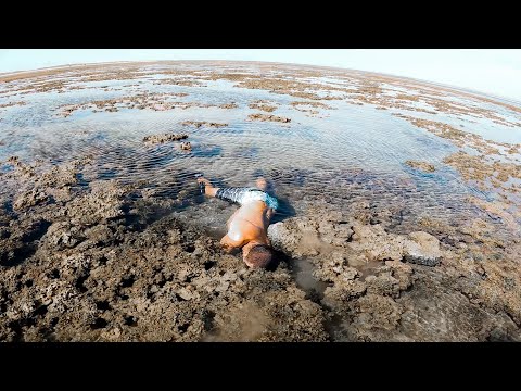 Finding Amazing Sea Creatures In Tide Pools