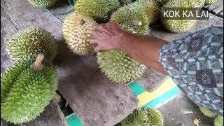 Beli Durian hutan di kayu tanam, rasanya sangat fresh