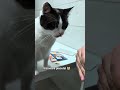 #pisică #cat #pisici #catshorts #cats #funnycats #funnycatvideos