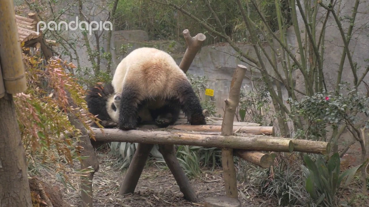 Miao Miao teaches, how do pandas scratch themselves?