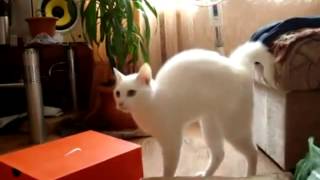 смешные коты Кот красиво ушёл смешные коты Кот красиво ушёл