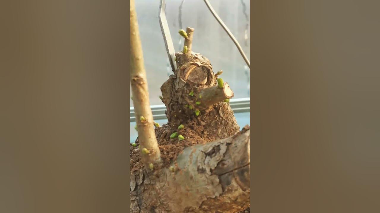 Bonsai Art handling when sprouting YouTube