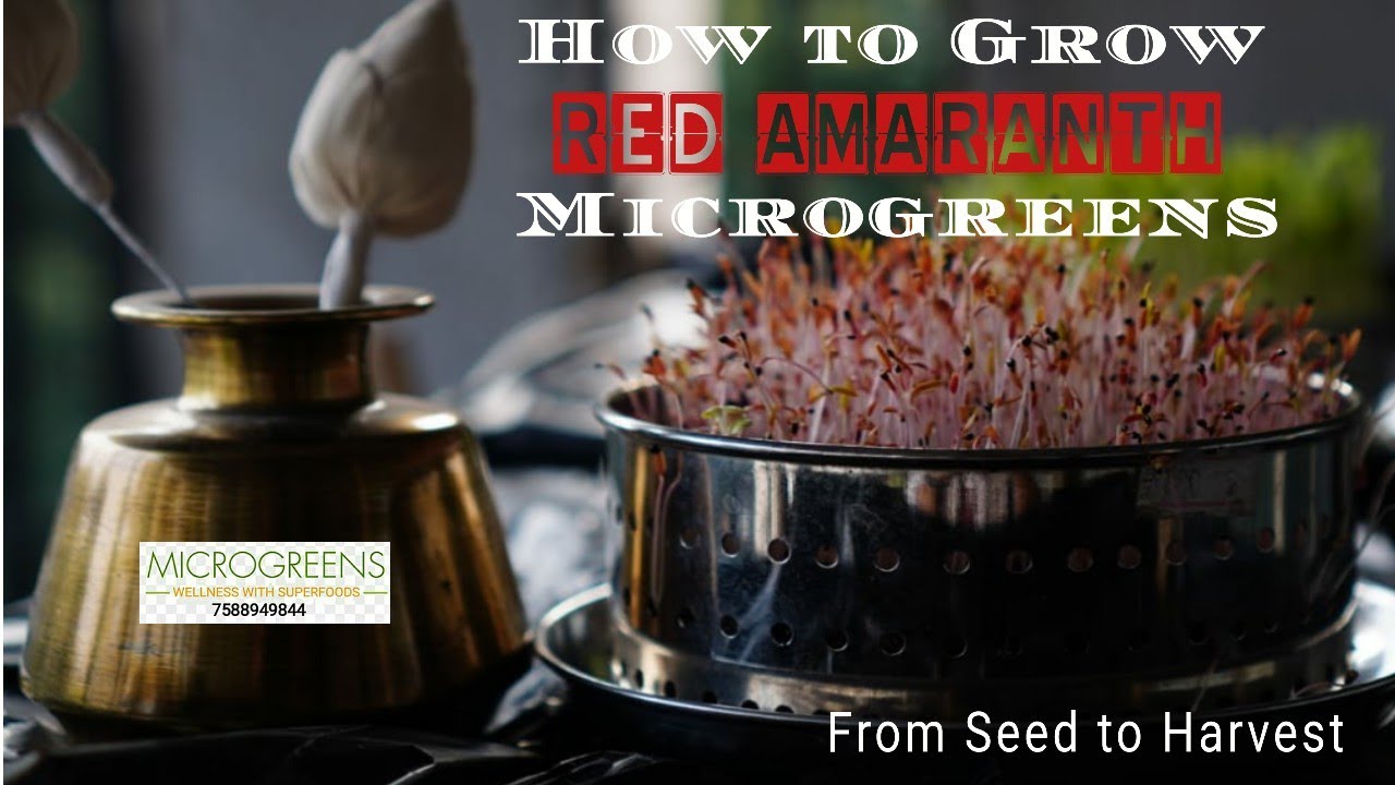 How to Grow Red Amaranth microgreens YouTube