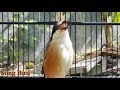 Cendet Paud Langsung Nyaut Dalam Menit Masteran Ini Paling Cocok Jadi Pancingan Mp3 - Mp4 Download