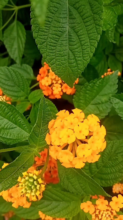 Lantana Carama