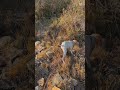 #hunting #nature #lifeisbutadream #englishpointer #animals #love #sweets