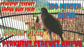 suara perkutut cerewet ampuh