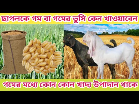 ছাগলের স্বাস্থ্য বৃদ্ধিতে সহায়ক গম ও গমের ভুসি কেন। এতে কি কি উপাদান আছে। খাওয়ানোর পরিমাণ ও পদ্ধতি