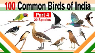 100 Common Birds of India (Part 4/5)