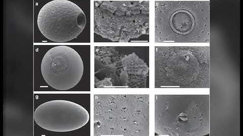INTRODUCTION TO MICROFOSSILS
