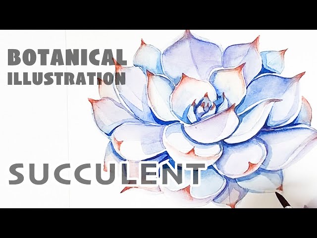 Botanical illustration. Lesson 3. Succulent