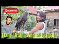 Burung elang hitam sahabat bagong