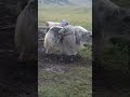 Россия.БАЙКАЛ. Жемчуг. Мин.бассейн. Саяны. Хамардабан. Монды. Монголия. Озеро Хубсугул. 17-22.08.25г