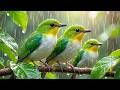 Stop Anxiety and Relax Your Mind with Rain &amp; Birdsong Ambience 🌧️🍃 Peaceful Nature Sounds