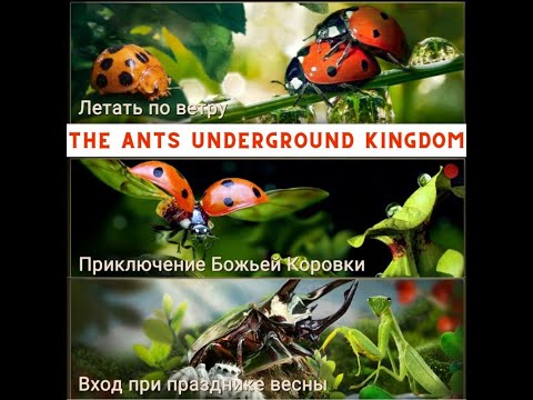 Fly in the Wind Game in the Game #theants #kim