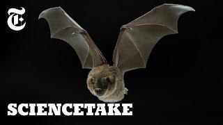 Secrets of the Bat Wing | ScienceTake