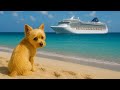 Royal Island Cruiseline Scammer Says Benji &amp; I Won A Trip! There’s Only One Catch! #CruiseScam
