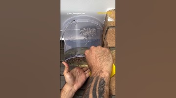 Wasp Nest Removal Using Gasoline #waspnestremoval