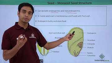 Class 11th – Seed – Monocot Seed Structure | Morphology of Flowering Plants | Tutorials Point