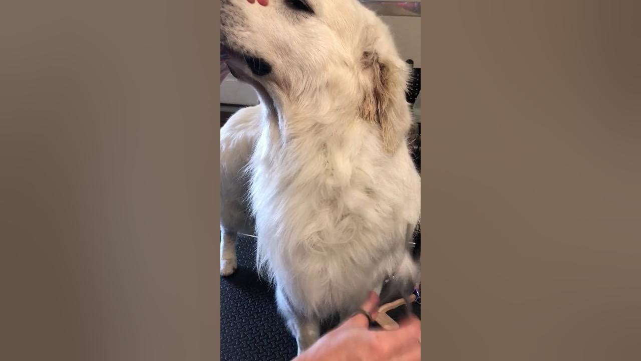 Step 2 Autumn Lake Golden Retrievers how to groom golden retriever neck