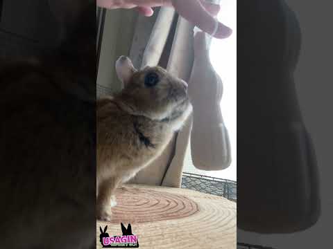 うさぎとゆらゆらするパピコ🐇