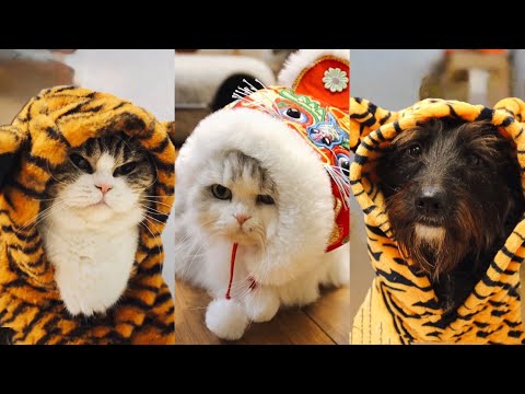 Видео: Велик подарък за котки