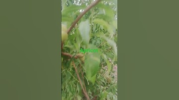 Thumbnail of so fresh and beautiful apricot #trending #relaxing #viral #music #new #4k #nature #love #l #fruit