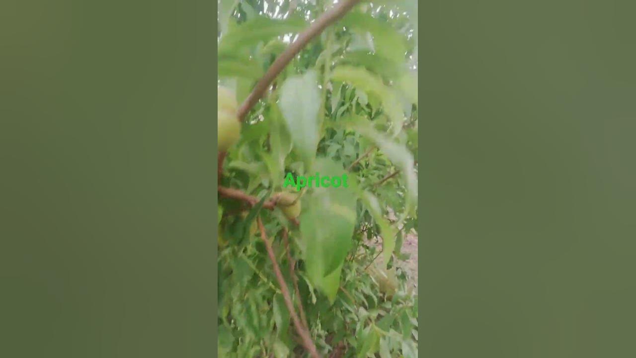 so fresh and beautiful apricot #trending #relaxing #viral #music #new #4k #nature #love #l #fruit