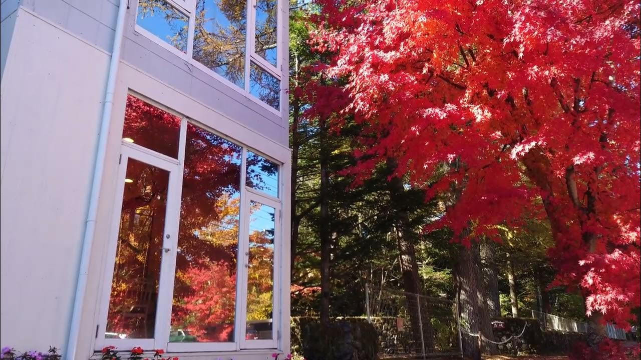 真っ赤なモミジとメッリジャーレさん！23/11/01 YouTube