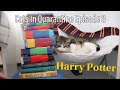 CAT DRESSES UP LIKE HARRY POTTER! | Hogwarts Student Dress-up On Cat | Cats In Quarantine, Episode 8