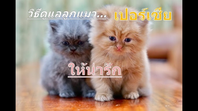 14 วิธีดูแลน้องแมวเปอร์เซียที่คุณรัก - Youtube