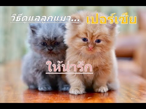 วีดีโอ: วิธีให้อาหารลูกแมวเปอร์เซีย