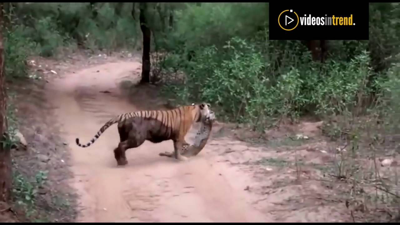 Видео начала нападения