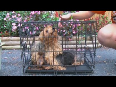 Videó: HÍREK HÍREK: 250+ kutya és macska megmentette a súlyos gondatlanságból egy menedéket