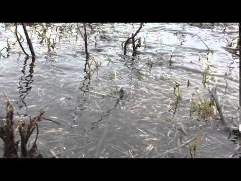 Просто талая вода играется.