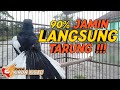 Suara Pancingan Kacer Langsung On Tarung Ampuh Mp3 - Mp4 Download