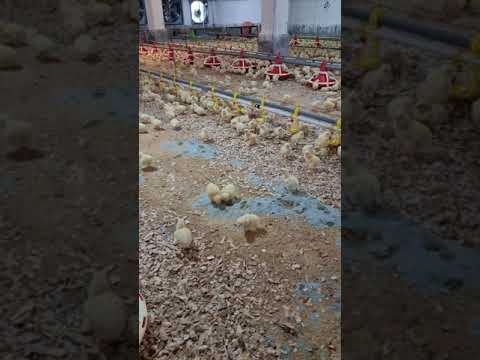 رفتار نرمال جوجه های گوشتی در روزهای اول پرورش در سالن مرغداری