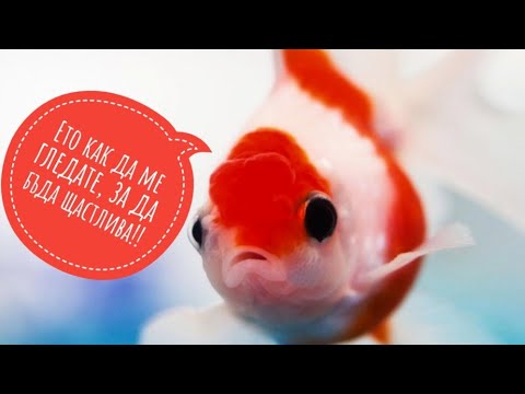 Как да се грижим за златни рибки за около десет минути | ИНФО РИБОК #2