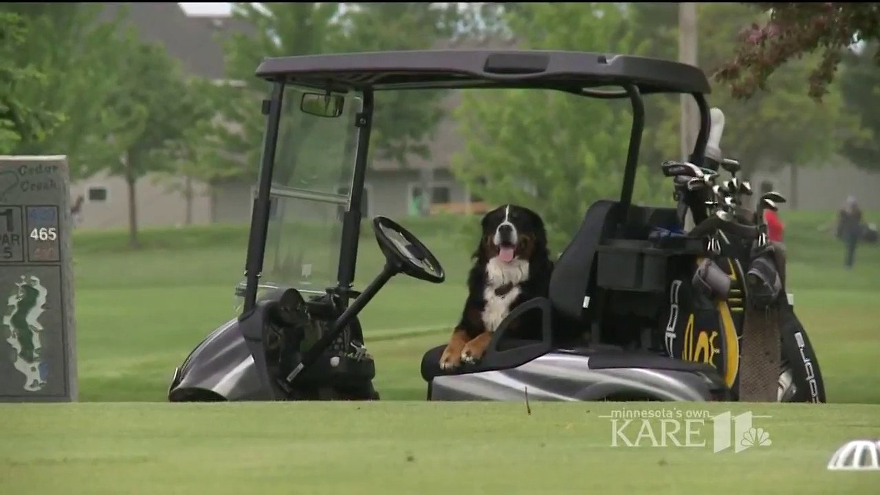 Dog uses golf talents to help other pets YouTube