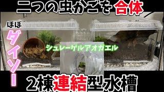 ほぼダイソー！2つの虫かごを合体させて作る連結型水槽の作り方　シュレーゲルアオガエルの飼育に！