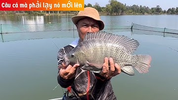 ✅ Câu cá rô phi mâm ở Đồng Nai | DUY FISHING SAI GON