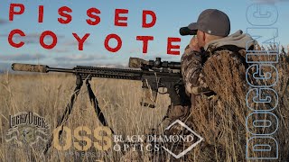 PISSED OFF COYOTE  Decoy DOGGING 2021