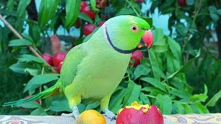 Talking Indian Ringneck Parrot Natural Sounds