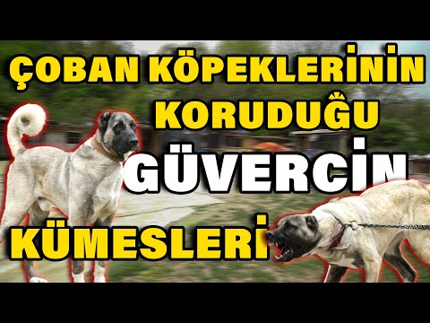 1500'e Yakın Güvercin ve Birçok Hayvanın Bulunduğu Devasa Çiftlik! - İsa-Ekrem Çınar Kardeşler