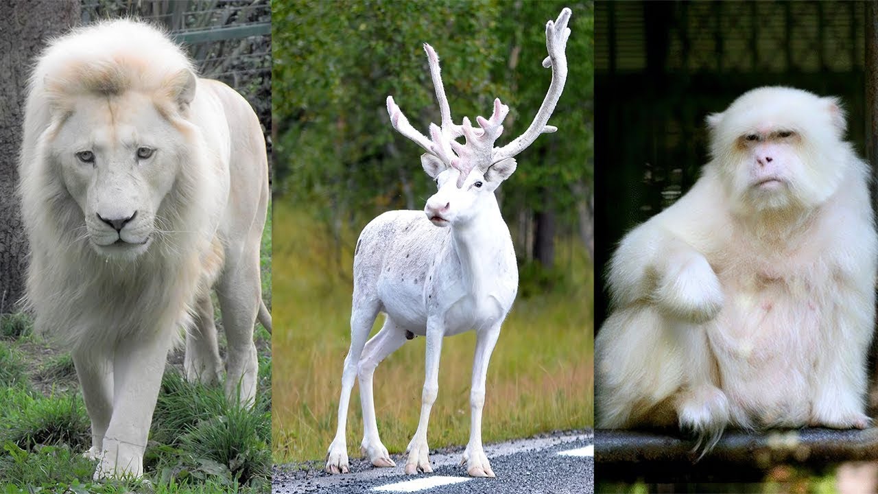 Top 10 Most Beautiful White Animals in the World / Animals video.