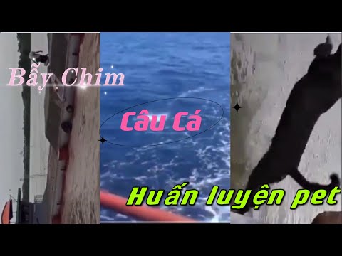 Video: Đi Thuyền