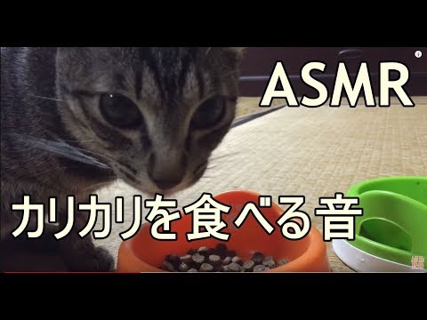 ASMR 猫がカリカリを食べる音01