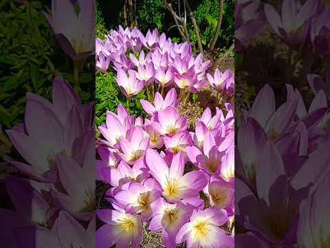 Видео: Цветя от колхикум в градината