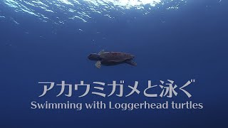 Snorkeling with Loggerhead Turtles in Okinawa（シュノーケリング@沖縄）