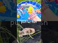 Sea Animal Names for Kids to Learn with Toys: Dolphin Hermit Crab Saw Shark Pufferfish Starfish